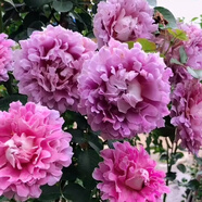 清韻伊人 月季花樹(shù)苗爬藤當年開(kāi)花月季花苗特大花盆栽地載庭院薔薇 夢(mèng)幻折邊【不爬藤】