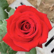 致薈樹玫瑰花苗四季開花盆栽花卉植物室內(nèi)外庭院薔薇月季花老樁帶花樹苗 大紅系【5顆】