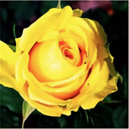 致薈樹(shù)玫瑰花苗四季開(kāi)花盆栽花卉植物室內外庭院薔薇月季花老樁帶花樹(shù)苗 黃色系【5顆】