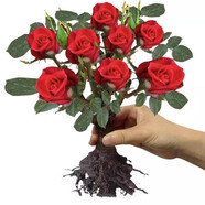 致薈樹玫瑰花苗四季開花盆栽花卉植物室內(nèi)外庭院薔薇月季花老樁帶花樹苗 紅玫瑰【5顆】