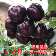 【 一件兩株裝雌雄結果多】車(chē)厘子樹(shù)苗庭院盆栽當年結果南方北方種植櫻桃樹(shù)早美大櫻桃苗嫁接苗果樹(shù)苗 俄羅斯8號 4年苗 【1棵裝】