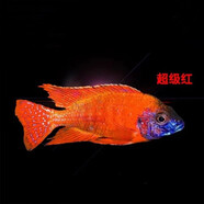 水財神特藍斑馬魚 骷髏斑馬魚 阿芙拉 宏基 巖棲 馬鯛 三湖慈鯛 活體 超級紅2.5-3cm/2條裝 魚