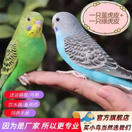 萬寵匯 鳥活體虎皮鸚鵡籠養(yǎng)牡丹玄風(fēng)活鳥學(xué)說話手養(yǎng)小太陽鸚鵡和尚鸚鵡 藍(lán)色虎皮+綠色虎皮（一公一母）