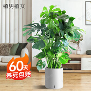 植男植女老樁龜背竹大盆栽客廳室內大型植物真綠植辦公室新房好養源頭直發(fā)