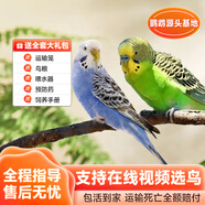 若宸智慧農業(yè)鸚鵡活體養殖基地直發(fā)健康活潑可愛(ài) 藍色虎皮+綠色虎皮（一公一母）