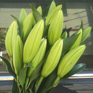 【京選】香水百合花多頭鮮花花束水養(yǎng)鮮花真花室內(nèi)客廳好養(yǎng)花卉四 隨機顏色5朵