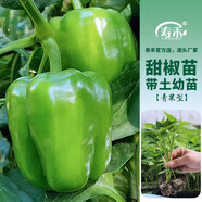 壽禾 蔬菜苗活苗帶土發(fā)貨大全菜苗種苗秋冬各種秧苗山東壽光苗子陽(yáng)臺(tái) （綠甜椒）青椒苗 6棵