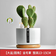 綠蔭巷子仙人掌球多肉植物盆栽室內類(lèi)電腦桌面綠植小盆栽組合好養肉肉盆景 【金毛掌】白瓷托盆+小鼠擺件 含盆