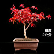 嘆為觀(guān)止日本紅楓紅舞姬老樁盆景四季客廳室內盆栽植物 根莖2公分帶分叉盆景苗 不含盆