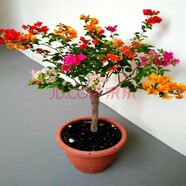 多色重瓣三角梅盆栽花苗耐寒老樁爬藤植物陽(yáng)臺庭院室內外好養花卉植物當年開(kāi)花三角梅樹(shù)苗 精品多色 三年苗