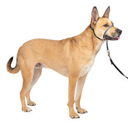 PetSafe Gentle Leader 頭領 – 中號