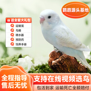 若宸智慧農(nóng)業(yè)鸚鵡活體養(yǎng)殖基地直發(fā)健康活潑可愛 白色虎皮1只公