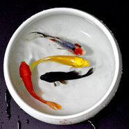 貝冠奇金魚活體觀賞魚草金冷水魚錦鯉活魚小型小金魚寵物冷水活體魚包郵 紅草+黑金+黃金+蘭花草（8-11cm