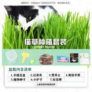 杉憬茂兒童種植盆栽 小學(xué)生觀察植物生長diy培育發(fā)芽綠植創(chuàng)意幼兒園禮物 貓草 植物根系觀察盒套裝