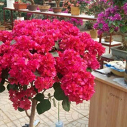 多色重瓣三角梅盆栽花苗耐寒老樁爬藤植物陽(yáng)臺(tái)庭院室內(nèi)外好養(yǎng)花卉植物當(dāng)年開花三角梅樹苗 重瓣大紅 5年精品苗