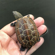 萌龜飼家中華黑腹金線(xiàn) 情侶一對草龜小烏龜活體水陸觀(guān)賞中華草龜墨龜活物 5-6厘米好養 2只情侶龜