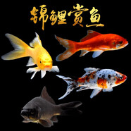 貝冠奇金魚活體觀賞魚草金冷水魚錦鯉活魚小型小金魚寵物冷水活體魚包郵 黃金+紅草+蘭花草+黑金【12-14cm