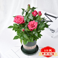 帶花苞玫瑰花盆栽 鉆石玫瑰四季開花觀花綠植室內(nèi)陽臺庭院帶盆栽好四季開花 一代佳人 【4棵帶盆栽好】