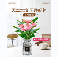 嘆為觀止18種吊蘭任你選金邊吊蘭各種盆栽花卉客廳垂吊桌面植物凈化空氣 水培粉掌【玻璃瓶】收到即賞 不含盆