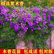 紅木香四季開(kāi)花紅花木香花樹(shù)苗紅木香爬藤大苗【買(mǎi)一發(fā)三】紅木香 紫色【爆花神器】 八年苗【買(mǎi)一加三】當年開(kāi)花爆滿(mǎn)