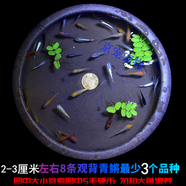 采緹（CAITI）觀背青鳉觀賞魚魔法魚冷水魚小型錦鯉金魚淡水魚不打氧好養(yǎng)活體 2-3厘米4個品種8條+1條飼料+浮萍
