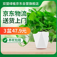 雙盟綠蘿盆栽除甲醛花卉綠植辦公室新房凈化空氣180菱形3盆源頭直發(fā)