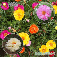 播種心情太陽花種子重瓣混色四季開花庭院陽臺盆栽易活室內(nèi)外 重瓣太陽花50g可種20平方