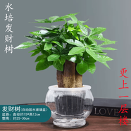 嘆為觀止18種吊蘭任你選金邊吊蘭各種盆栽花卉客廳垂吊桌面植物凈化空氣 三桿發(fā)財(cái)樹(shù) 含盆