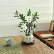 八芽小葉梔子花盆栽開花植物室內(nèi)桌面茶幾好養(yǎng)花卉綠植辦公室凈化空氣 小葉梔子花-陶瓷豎紋盆-紫砂托 帶盆栽好