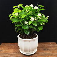 重瓣茉莉花盆栽濃香型南方四季開(kāi)花帶盆驅(qū)蚊綠植花卉室內(nèi)陽(yáng)臺(tái)庭院 茉莉4~5棵帶花苞發(fā)貨【送八角高檔陶瓷盆】
