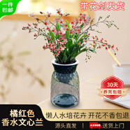劉閣蘭花蘭花香水文心蘭花卉盆栽 橘紅色帶6支生花劍配北歐風(fēng)盆源頭直發(fā)