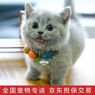 涴喵 純種寵物貓咪活體金銀漸層幼貓全程輔助養(yǎng)貓簽訂合同雙重保障 寵物級(jí) 英短藍(lán)貓