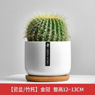 綠蔭巷子仙人掌球多肉植物盆栽室內類(lèi)電腦桌面綠植小盆栽組合好養肉肉盆景 好養推薦【大號金冠】白瓷含托盆 含盆