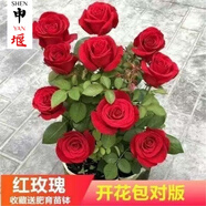 申堰【2顆】碎冰藍玫瑰玫瑰老樁花卉綠植盆栽陽臺花卉玫瑰花盆栽室內 紅玫瑰/共【2顆】