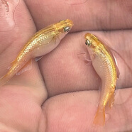 觀(guān)背青鱂金色紅色系好養易打理無(wú)需換水觀(guān)賞魚(yú)多顏色不用加溫過(guò)濾 金色系金玉滿(mǎn)堂精選一對2.5cm