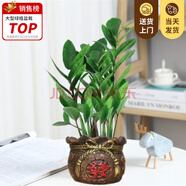 嘆為觀止大型植物發(fā)財樹各種大顆盆栽開業(yè)喬遷客廳辦公室內(nèi)好養(yǎng)大型花卉 金錢樹【20-30厘米】 含盆