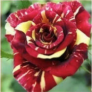 致薈樹玫瑰花苗四季開花盆栽花卉植物室內(nèi)外庭院薔薇月季花老樁帶花樹苗 流星雨【5顆】