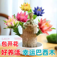 巴西木幸運開花帶芽巴坦木盆財神格魯特盆栽客廳水培植物 七彩巴西木+蓮花盆+格魯特+營養(yǎng) 含盆