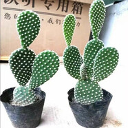 可嫁接食用仙人掌盆栽綠植花卉多肉墨西哥米邦塔植物盆栽室內(nèi) 白毛掌一盆