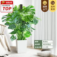 嘆為觀止大型植物發(fā)財(cái)樹各種大顆盆栽開業(yè)喬遷客廳辦公室內(nèi)好養(yǎng)大型花卉 龜背竹【1-1.2米】 含盆