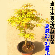 苗圃直銷(xiāo)綠化樹(shù)苗 日本橙之夢(mèng)黃金楓樹(shù)苗 紅楓樹(shù)苗 赤楓樹(shù)苗盆栽