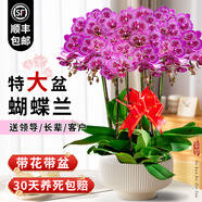 臨雅【特大號】蝴蝶蘭盆栽帶盆帶花苞開業(yè)喬遷送禮室內(nèi)客廳年宵鮮花卉 【小孔雀】六梗+黃圓鼓盆
