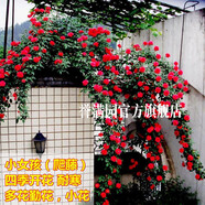 譽(yù)滿園薔薇花苗藤本月季大花庭院花園爬墻攀援爬藤植物陽(yáng)臺(tái)玫瑰花卉盆栽 小女孩 大苗1-1.3米高 不含盆
