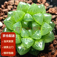墨一（送貨上門）玉露多肉植物帶盆藍(lán)鏡玉露辦公室桌面盆栽植物花卉 雪花玉露 帶盆栽好