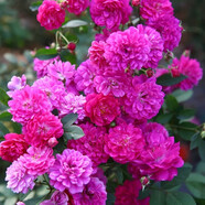 清韻伊人 月季花樹苗爬藤當(dāng)年開花月季花苗特大花盆栽地載庭院薔薇 甜蜜馬車【不爬藤】
