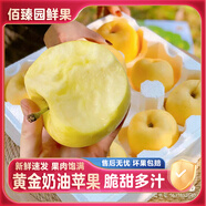 煙臺(tái)黃金奶油富士蘋果新鮮水果當(dāng)季棲霞冰糖心蘋果脆甜孕婦整箱 4.5斤丨6-9個(gè)丨大果80-85mm丨含箱