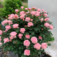 寶御安英國玫瑰絨球門(mén)廊大花濃香月季花苗四季開(kāi)花陽(yáng)臺庭院花鏡植物耐熱 瑞典女王  6加侖大苗 不含盆