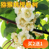 歐悟【買(mǎi)2棵送1棵】嫁接車(chē)厘子樹(shù)苗 大櫻桃苗庭院陽(yáng)臺盆栽地栽果樹(shù)苗 獼猴桃授粉樹(shù) 6年結果苗（粗度2公分左右）