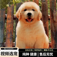 寵六福純種金毛幼犬寵物狗狗活體小狗活物幼崽 賽級 公
