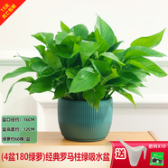 綠有意綠蘿盆栽除甲醛室內(nèi)好養(yǎng)花卉植物綠蘿批發(fā)辦公室新房裝修凈化空氣 180綠色羅馬柱綠蘿4盆+壺+10肥 帶盆帶土發(fā)貨